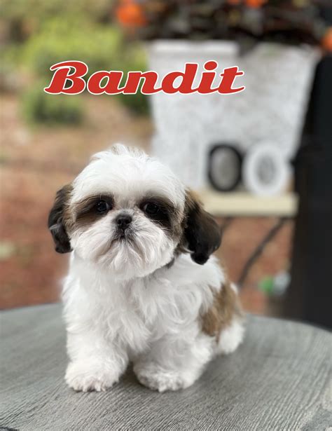 shih tzu for sale in atlanta ga|puppy finder atlanta.